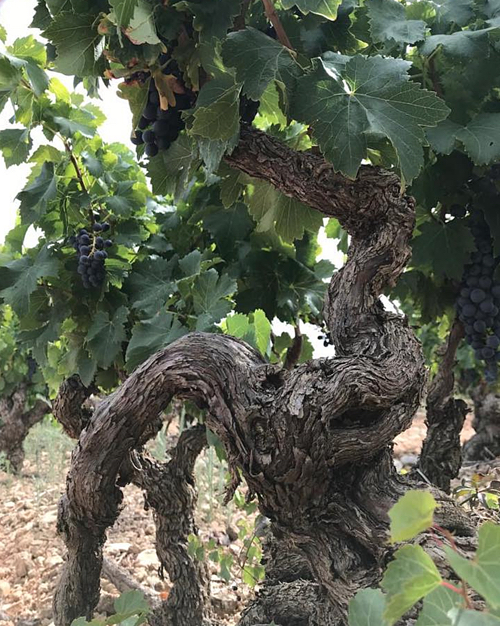 uva Fincas de Azabache viñedo singular Coscojares Aldeanueva de ebro 